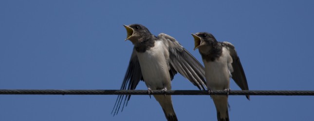 Twitter presentó fallas