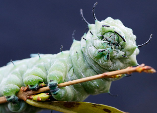 Así es la oruga de la mariposa más grande del mundo (Fotos y Video)