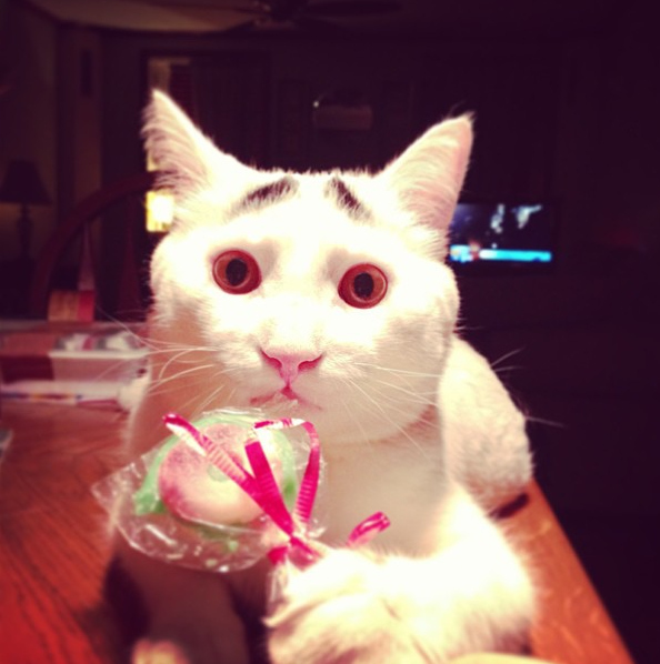 Sam, el gato con cejas, y su rostro lleno de emociones (AWWW)