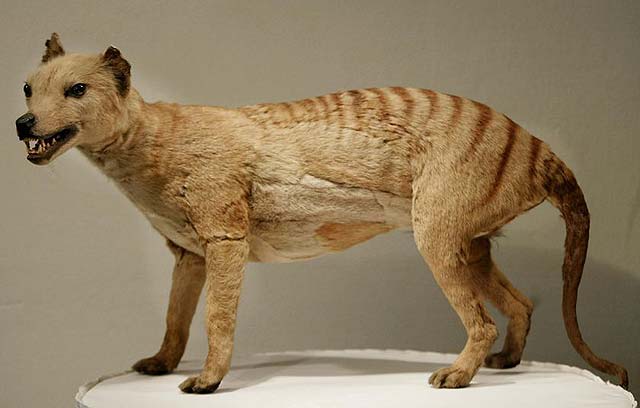 El hombre es responsable de la extinción del tigre de Tasmania