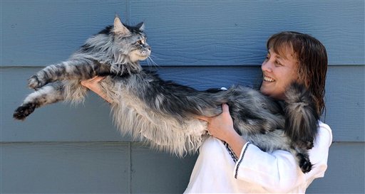 Muere el gato más largo del mundo (FOTO)