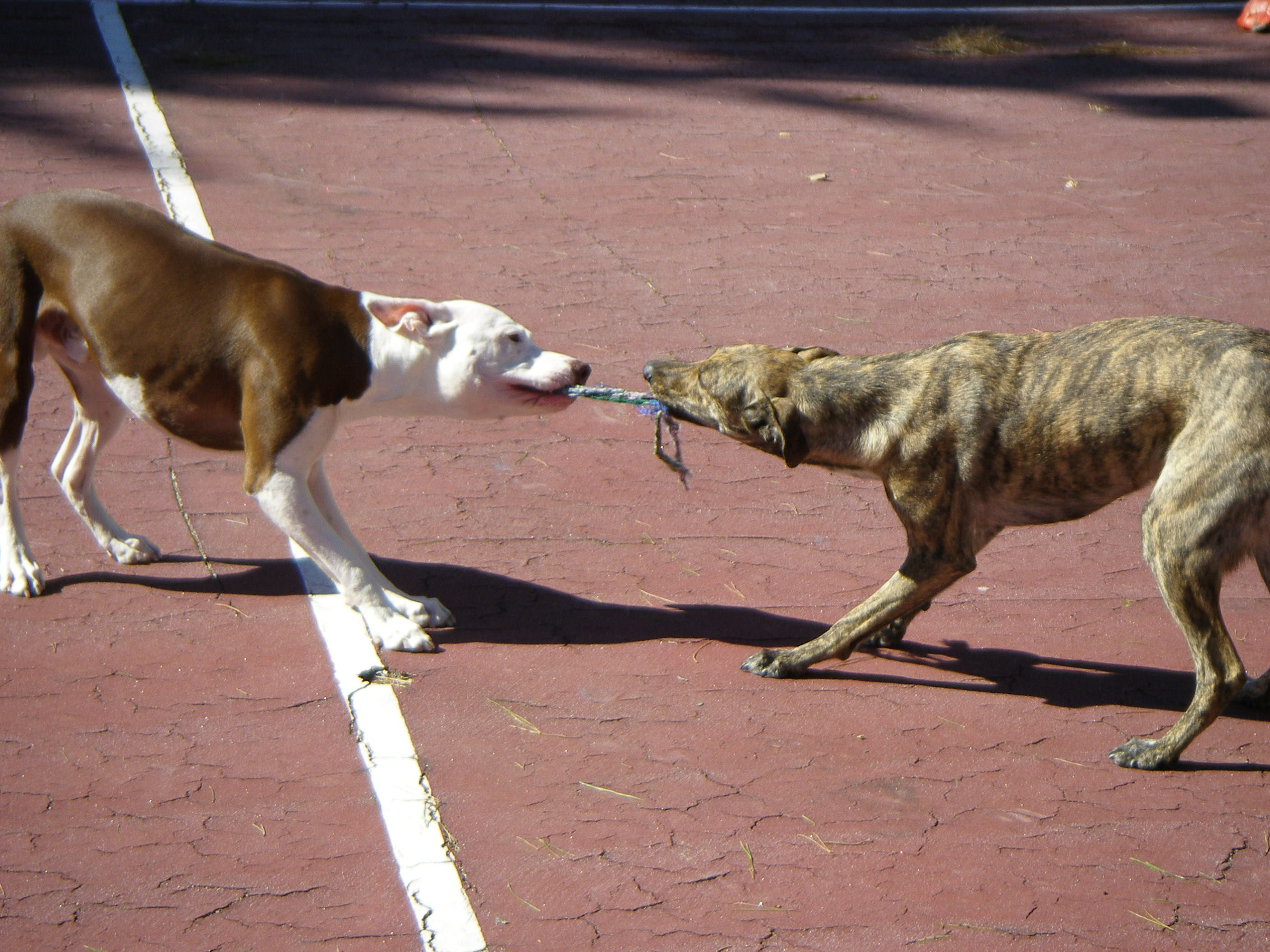 Aprende qué dice tu perro cuando te ladra