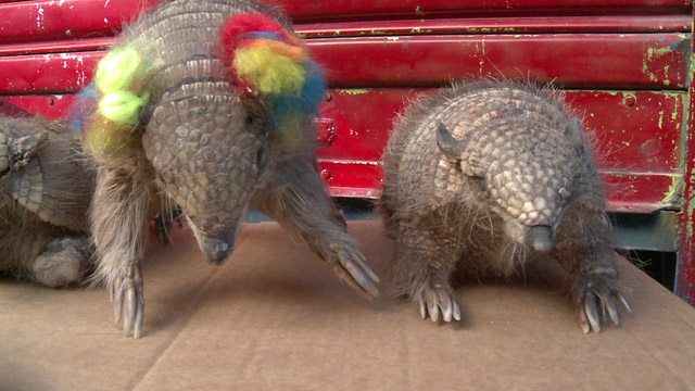 Animales que sufren el carnaval (Video)