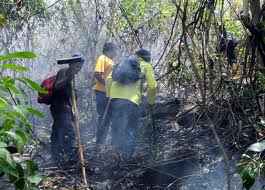 Continúan este martes labores de extinción de incendio en parque Henri Pittier