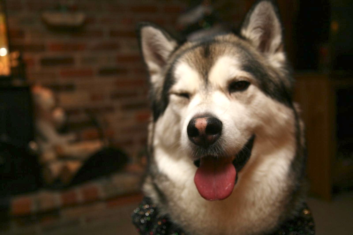 Estos perritos quieren robarse el show (FOTOS)