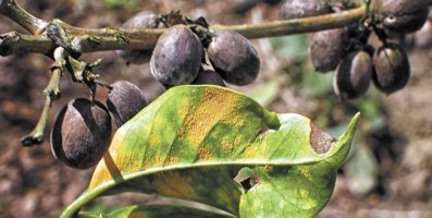 Plaga de roya en café causa graves pérdidas en América Central y el Caribe