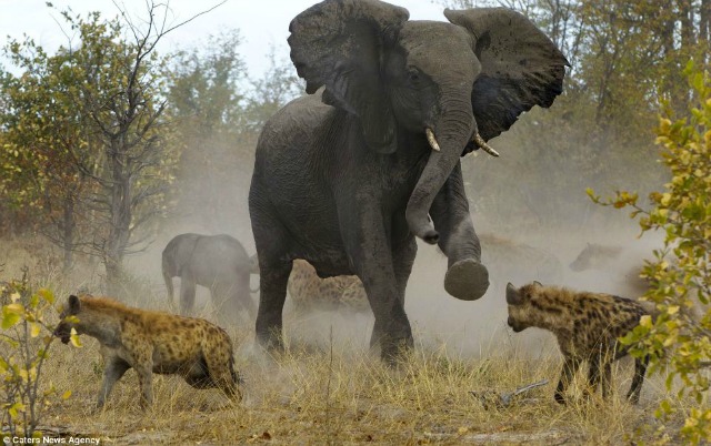 La historia detrás del refrán “tienes memoria de elefante” (video)