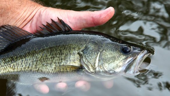 Denuncian extinción de peces en lago de Guatemala