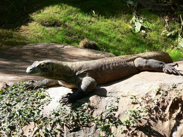 Una anciana se libra de un dragón de Komodo de una patada