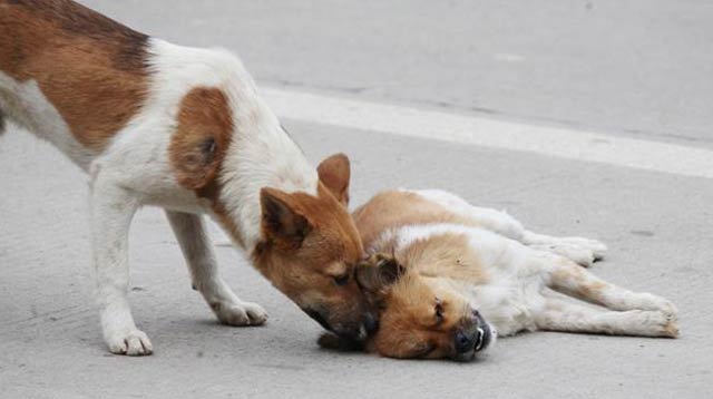 Detenido hombre con 37 perros muertos que iba a convertir en salchichas