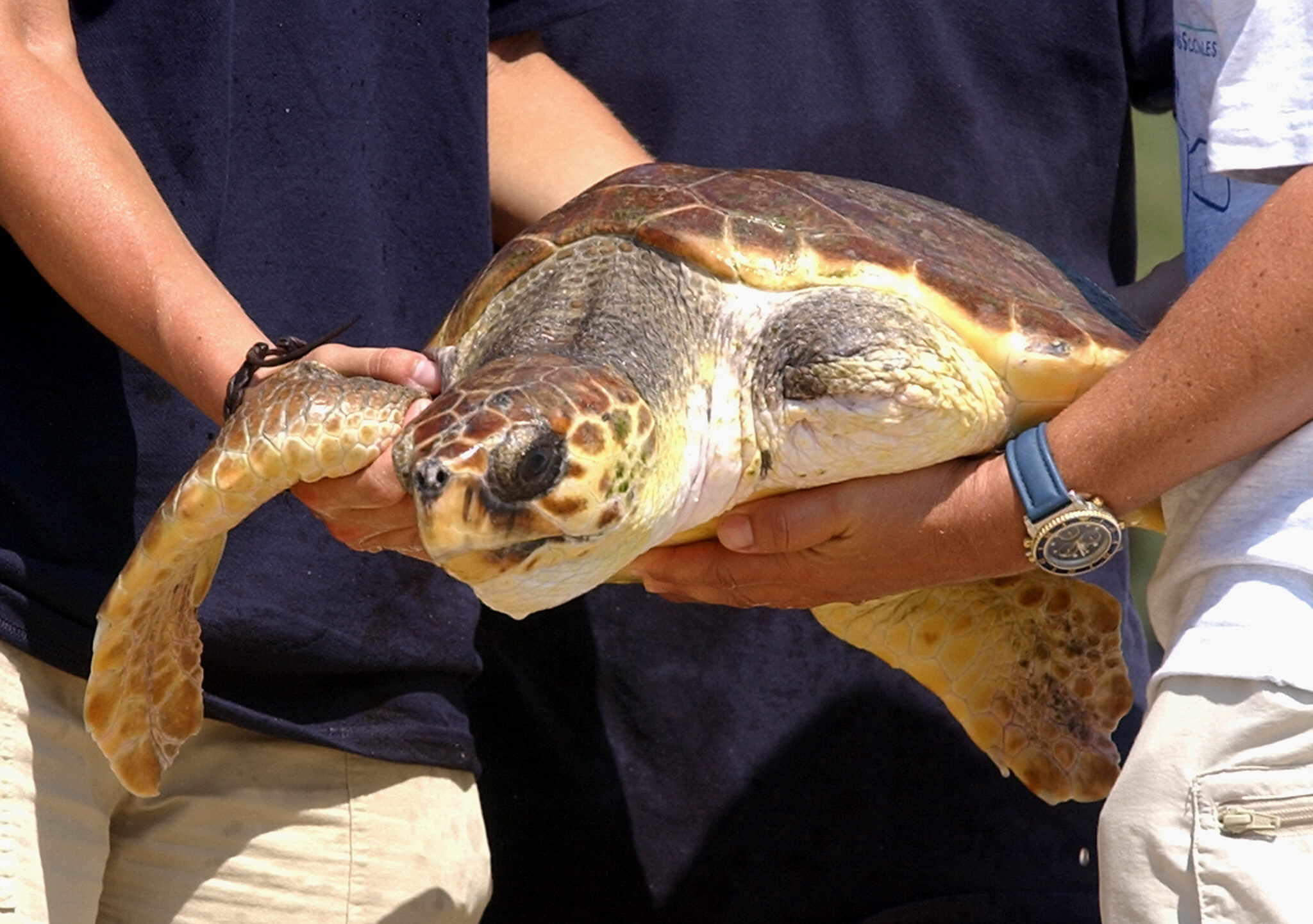 Tortugas conquistan libertad en Margarita