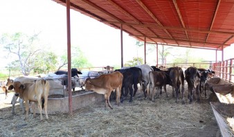 Sector ganadero solo produce el 40% del consumo nacional de carne