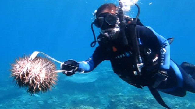 Una plaga de estrellas de mar (Video)