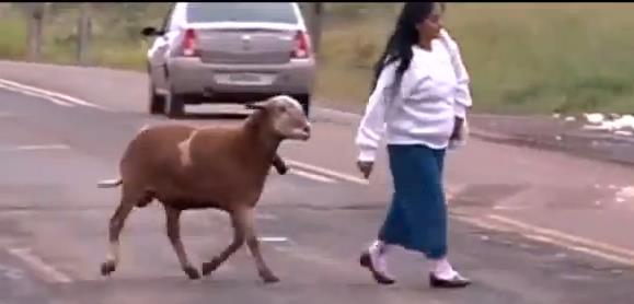 Cabra loca genera caos frente a cárcel en Brasil (Video)