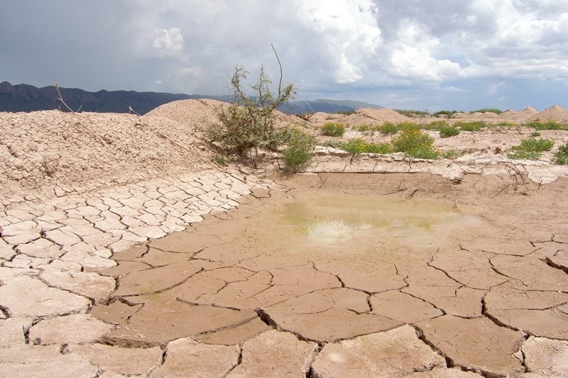 Plantas y animales pueden perder la mitad de su espacio vital por calentamiento climático