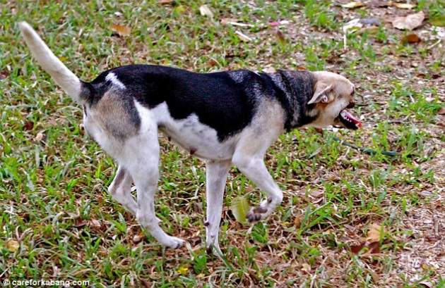 Kabang, la perrita que perdió su mandíbula por salvar a dos niñas (Fotos)