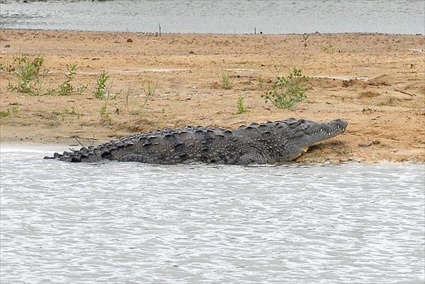 Caimanes asedian comunidades en Chichiriviche (Fotos)