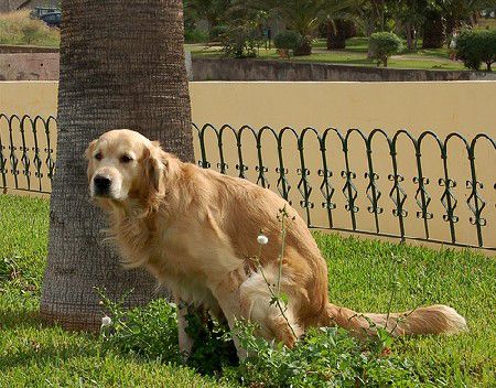 Envían a casa excrementos dejados por las mascotas en la calle