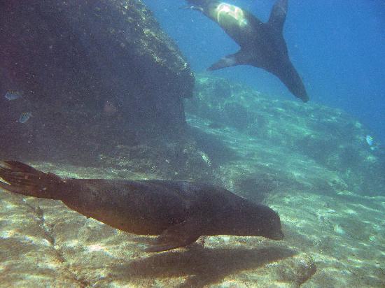 El archipiélago de Galápagos se vuelca en defensa de sus lobos marinos