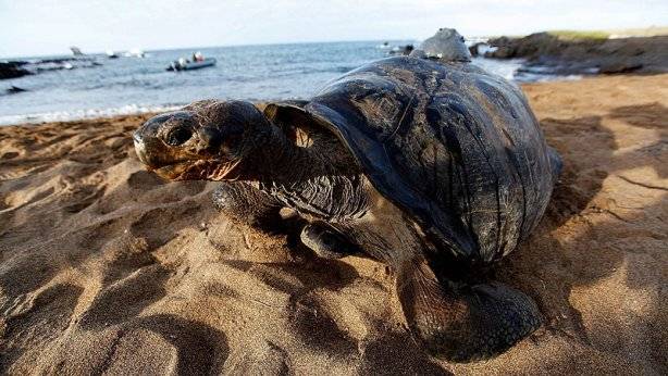 Nace tortuga de dos cabezas (Foto)