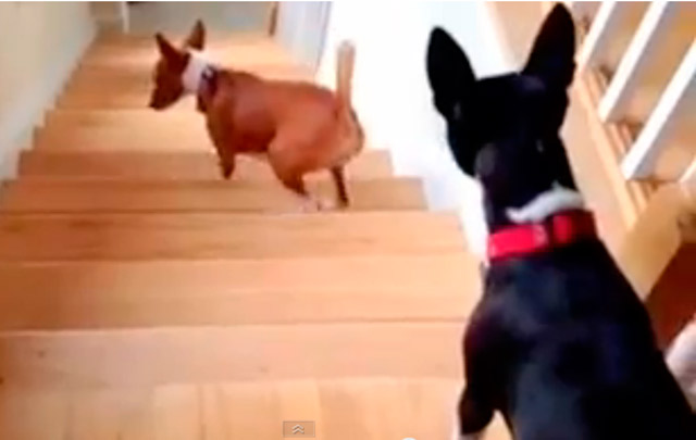 Mira como sube las escaleras este perrito (Video)
