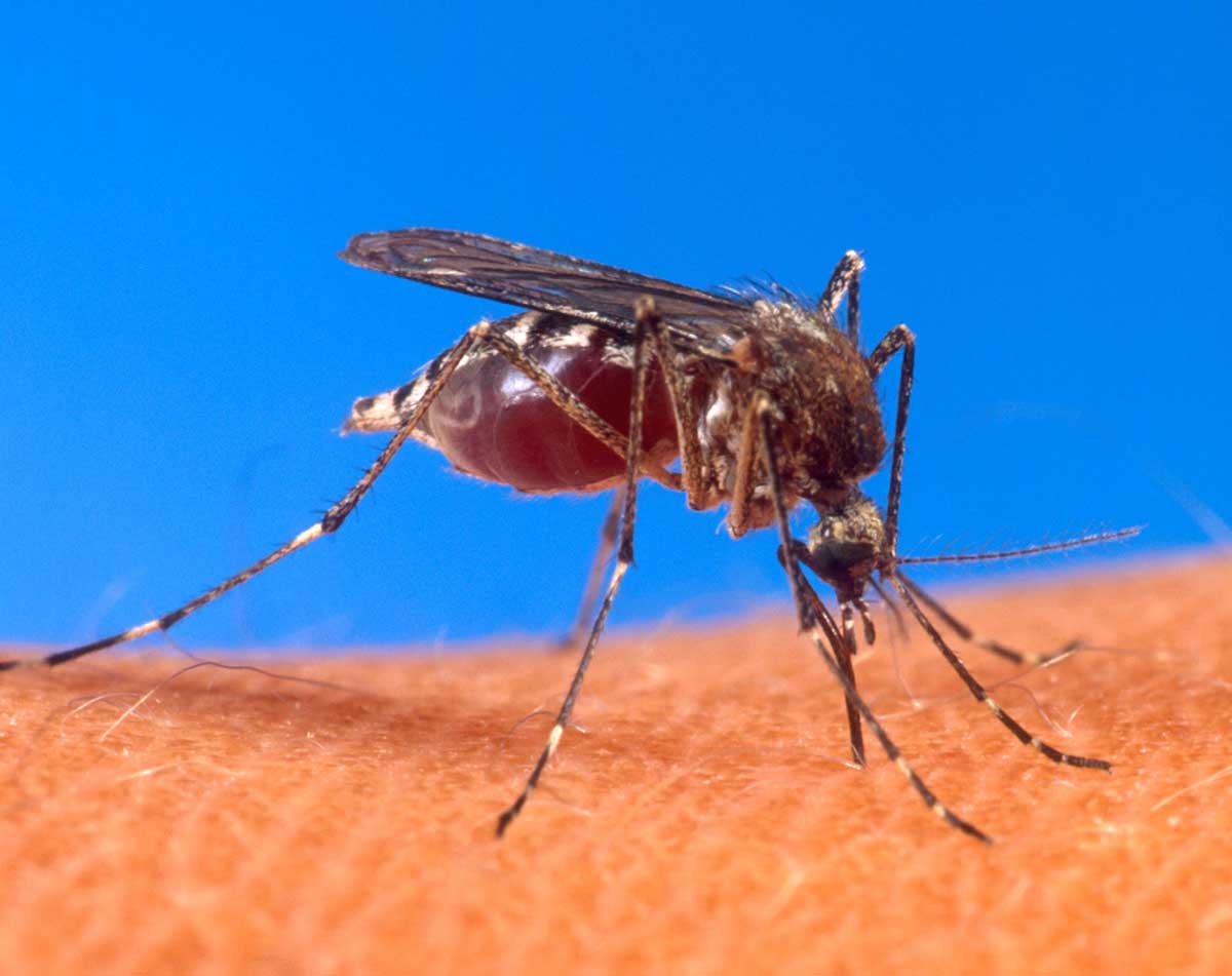 ¿A quién pican más los mosquitos?