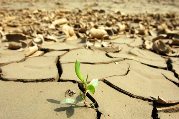 Cambio climático y altas temperaturas se agravan por la actividad humana