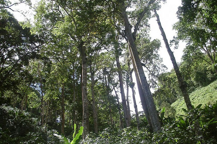 Por primera vez, Ecuador logra reforestar el triple de lo que deforesta