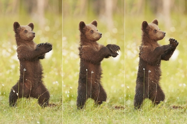 En fotos: Así baila un osito el Gagnam Style