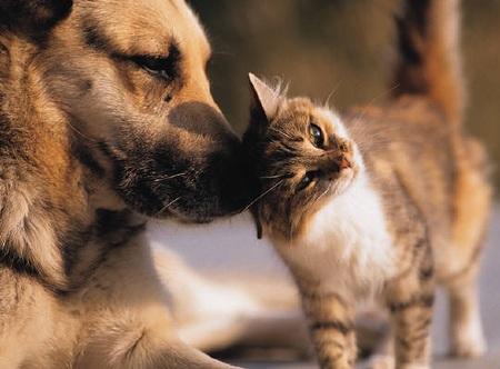 Sangre de perro para salvar a un gato