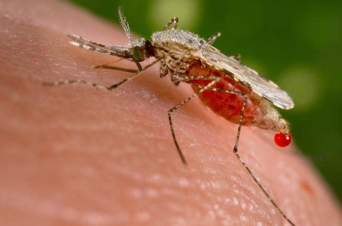 Reportan tres muertos en Nueva Esparta por paludismo