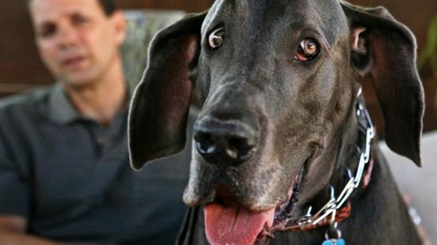 Muere el perro más grande del planeta (Fotos)