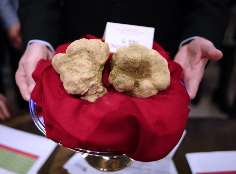 Trufas blancas más caras que el oro (Fotos y Video)