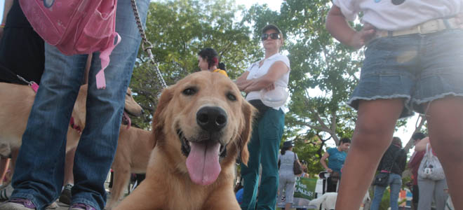 Hoy se publica la ordenanza para proteger a los animales