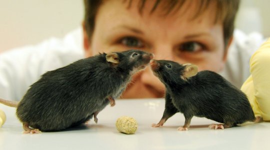 Científicos suizos descubren un gen que frena la obesidad en ratones