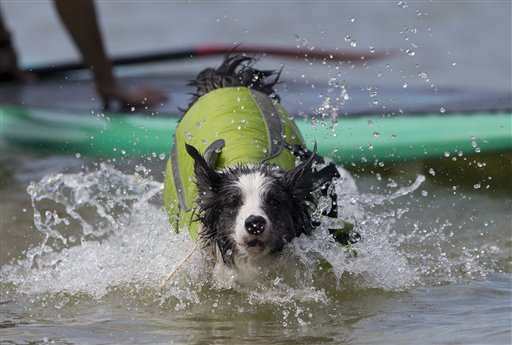 Perros montan las olas en Brasil