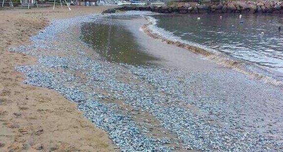 Realizaron saneamiento en playa de Naiguatá