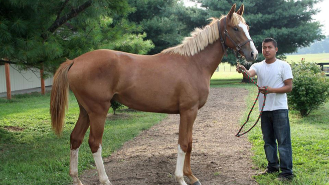 Hechicero: Hijo de Curlin en Bambera por Water Poet