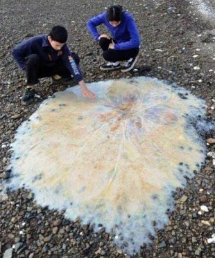 Medusa gigante aparece en una playa de Australia (Foto)