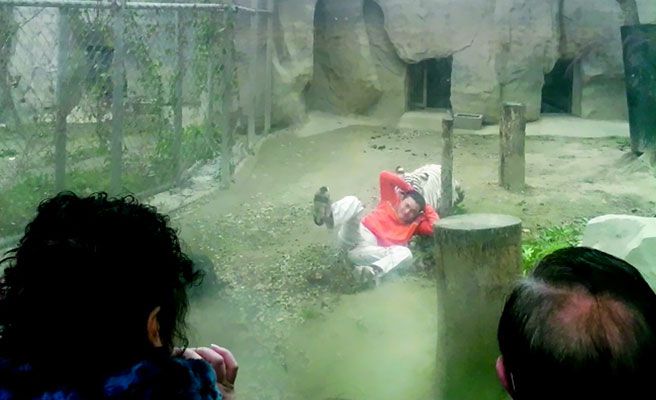 Un hombre deprimido se mete en la jaula de los tigres para que le devoren