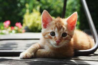 Catorce semanas de cárcel por matar a su gato en el microondas