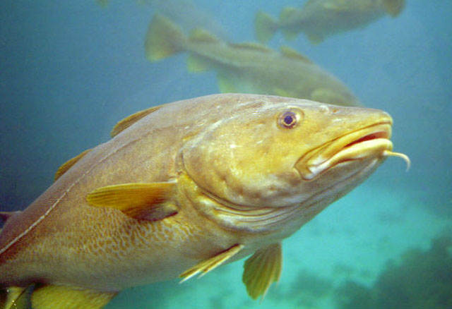 ¡Sorpresa! Hallan un consolador en el vientre de un bacalao (Foto)