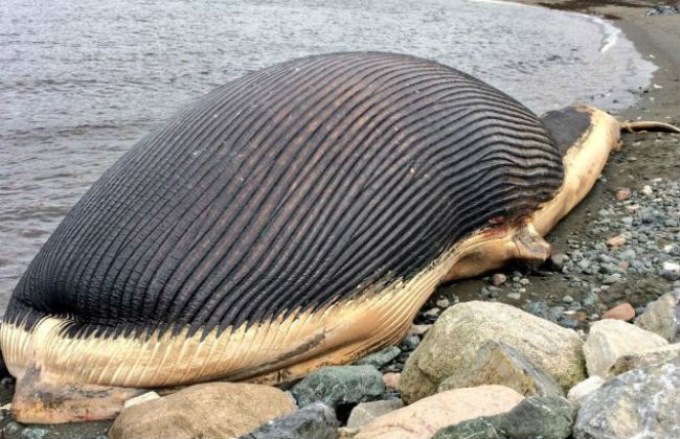 Una localidad canadiense asustada por las posibilidades de estallar de esta ballena azul (video)