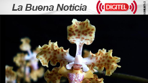 Descubren en Panamá una nueva especie de orquídea