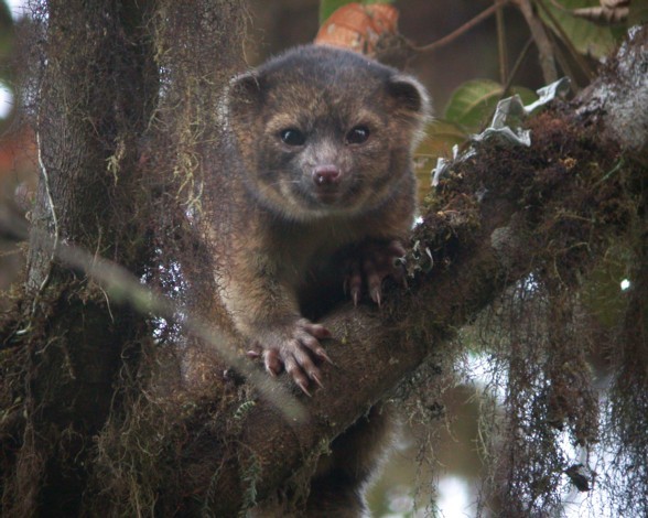 olinguito