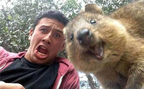 quokka