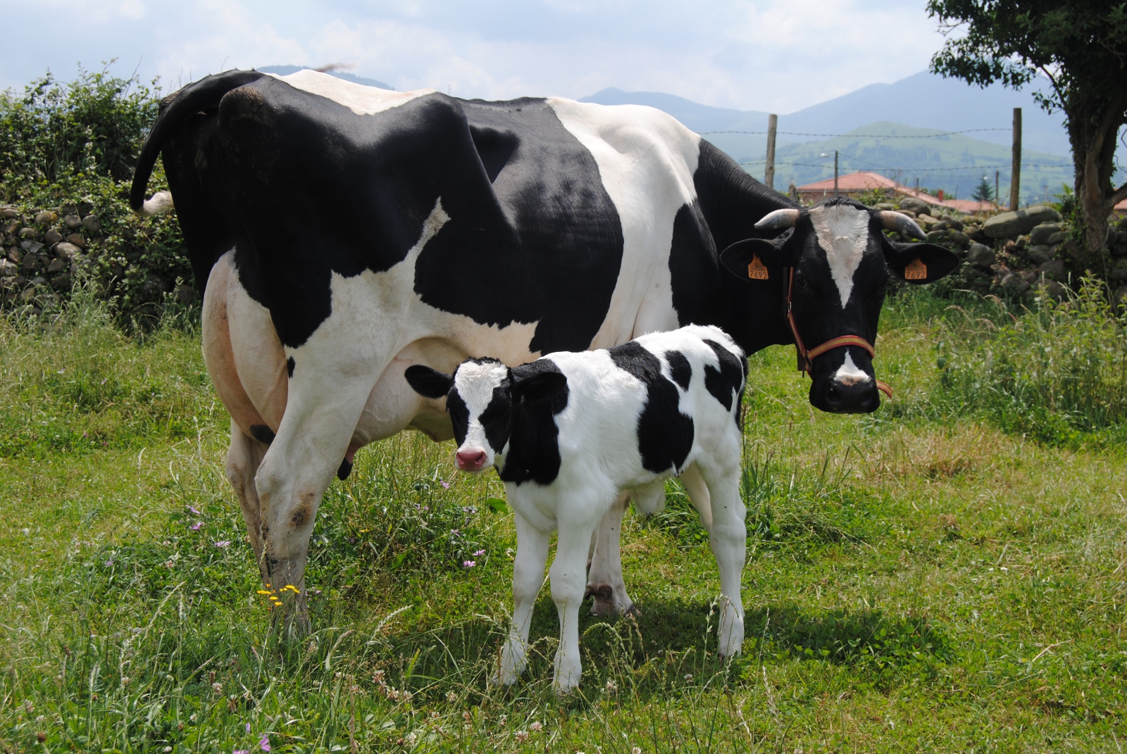 Crean aplicación que calcula cuántas vacas cuesta una esposa