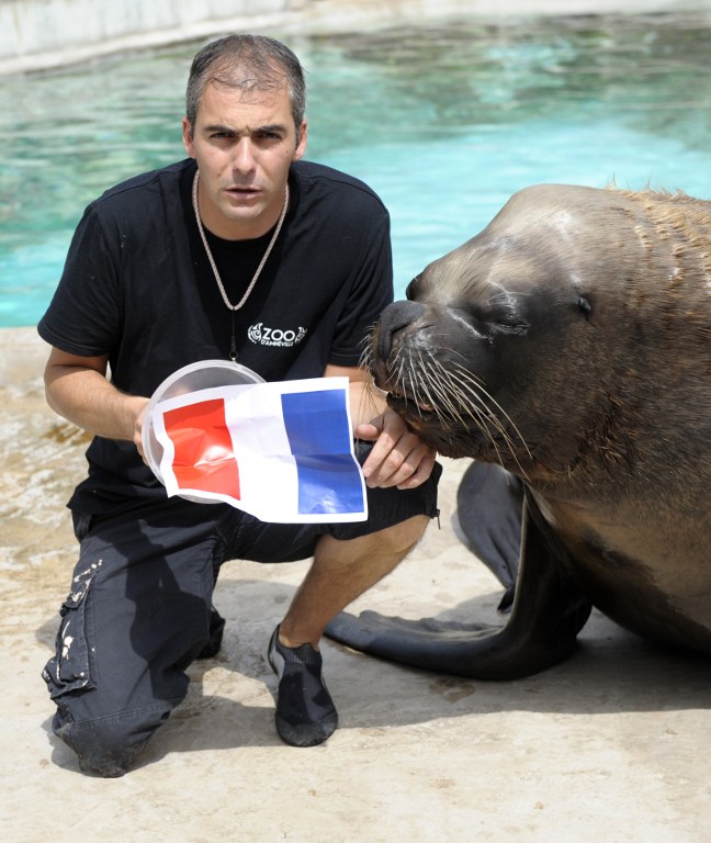 El león marino Watson pronostica que Francia le ganará a Ecuador (Fotos)