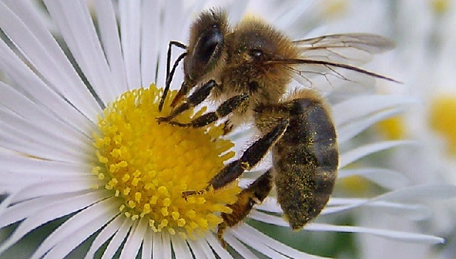 VIDEO: Va al médico por un ojo inflamado y le descubren cuatro abejas alimentándose de sus lágrimas 