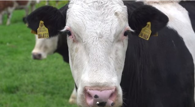 Animales que contagian la enfermedad más mortal: Tuberculosis